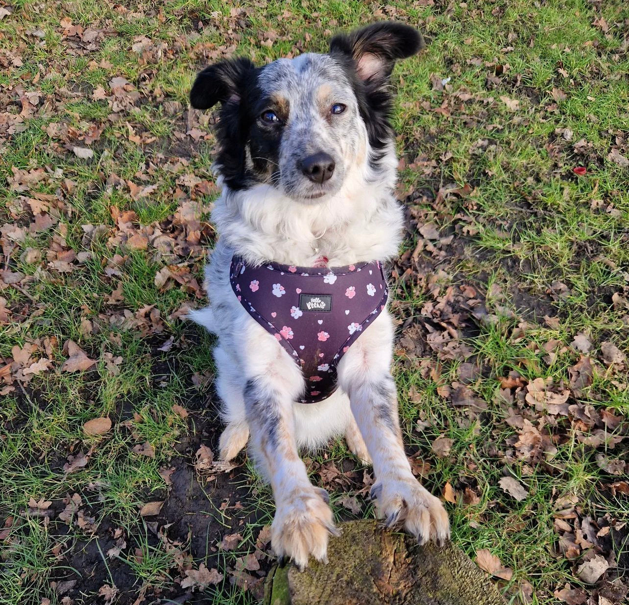 Adjustable Harness - Hello Beenie Paw