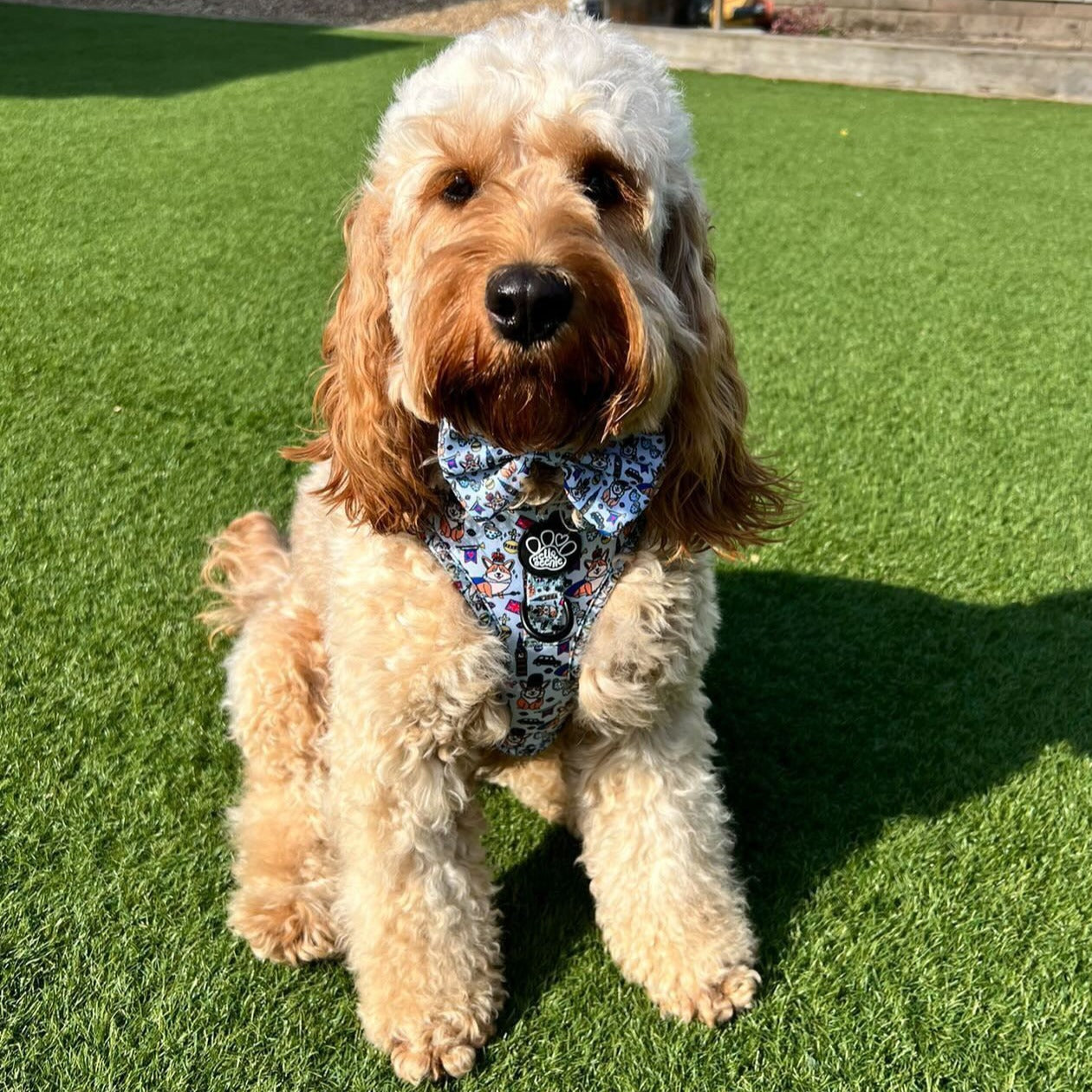 Adjustable Harness - Royal Paws Of London