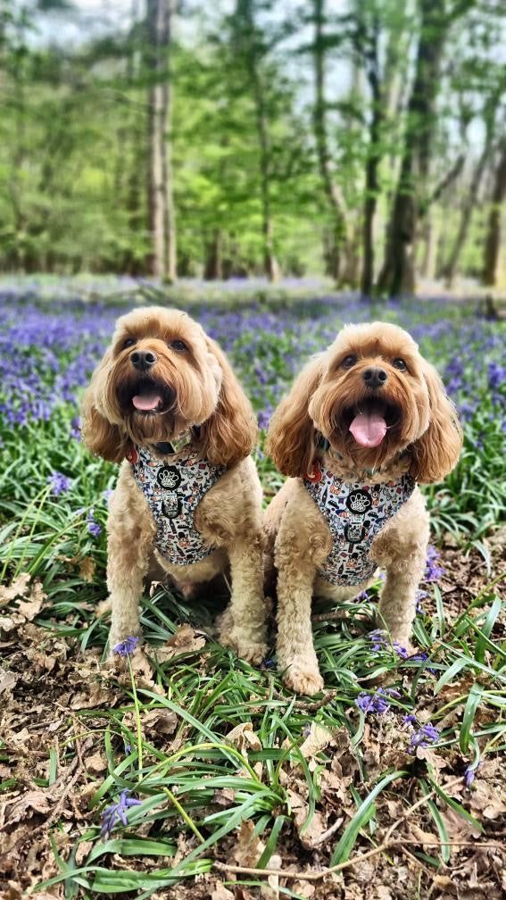 Adjustable Harness - Royal Paws Of London