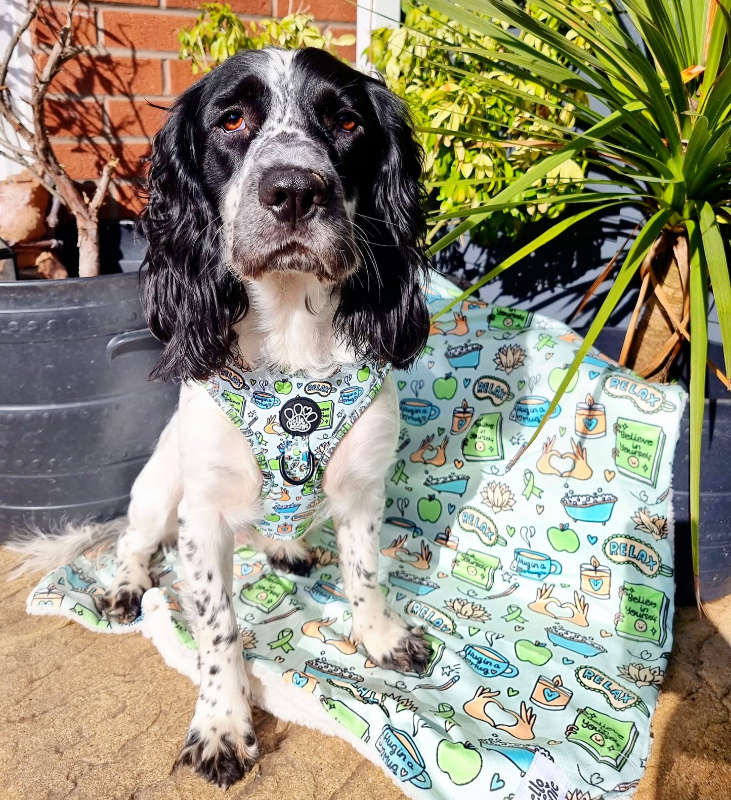 Adjustable Harness - Pawsitivity
