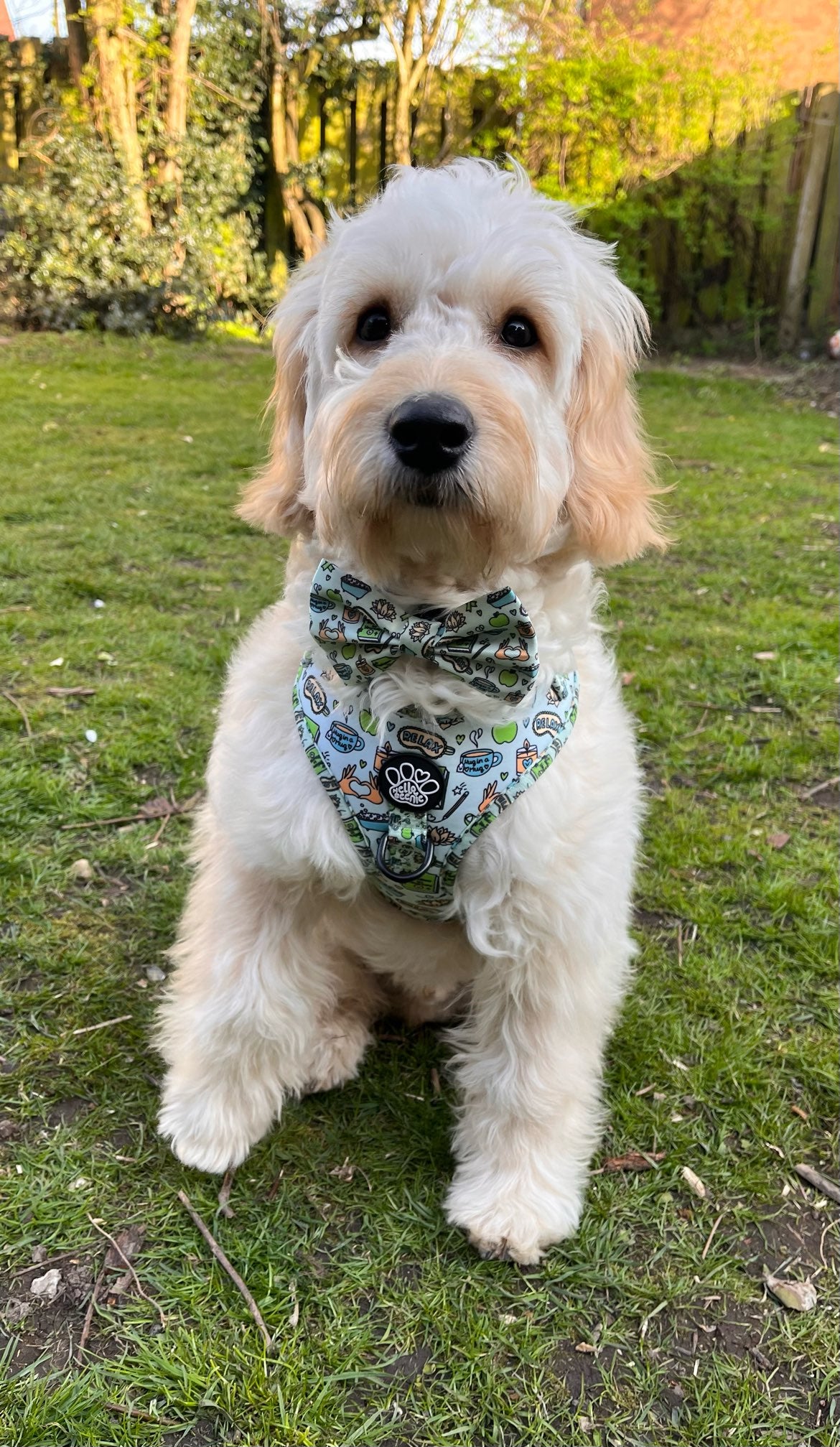 Bow - Pawsitivity