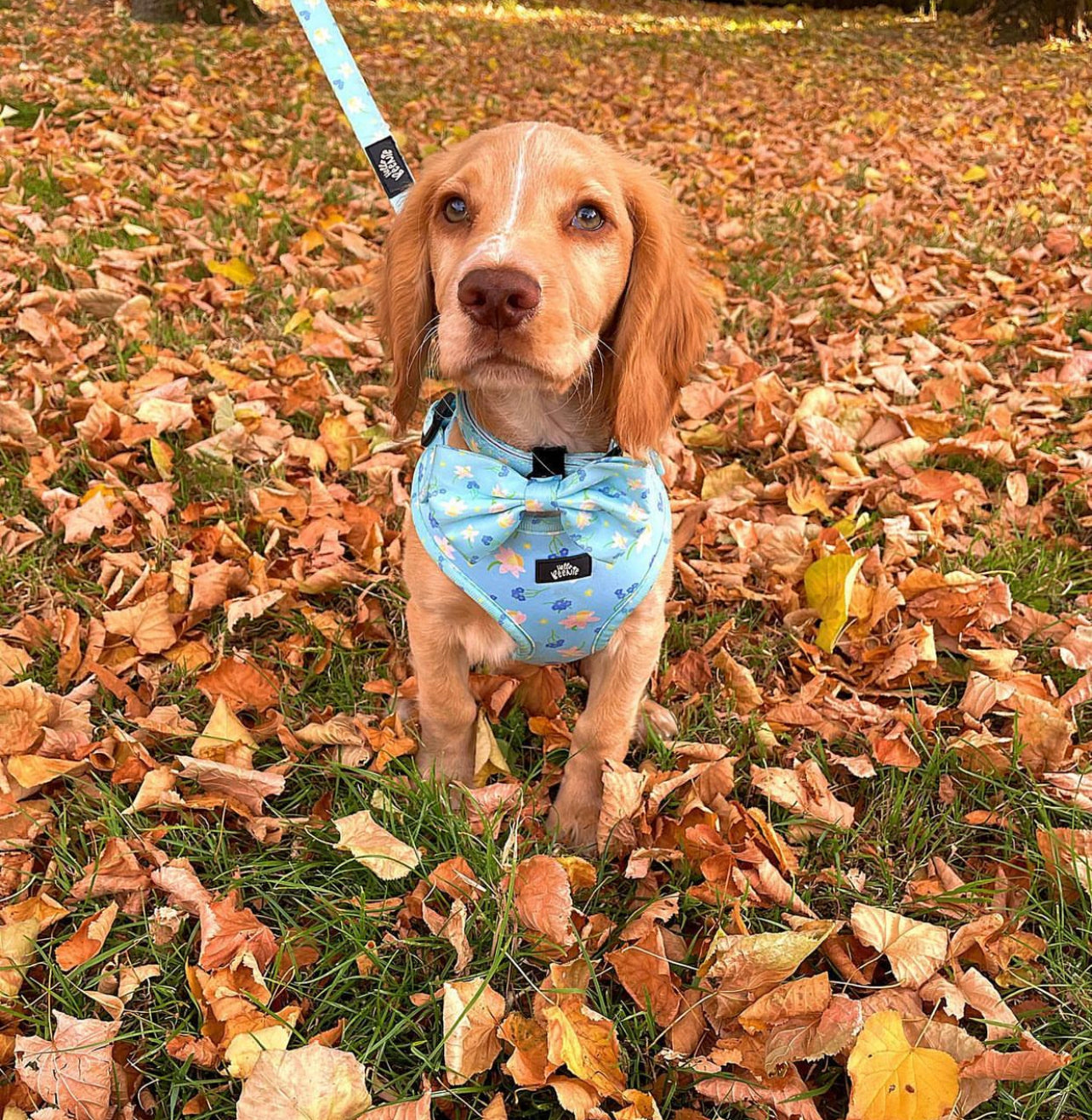 Adjustable Harness - Bloomin Beautiful