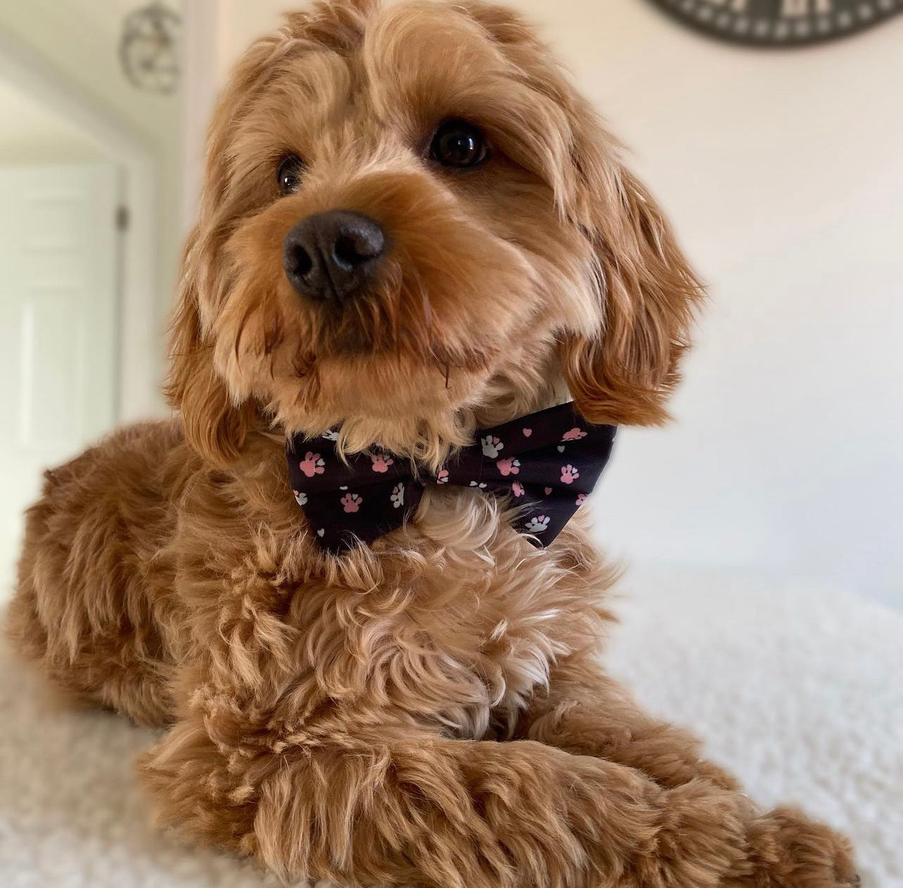 Bow - Hello Beenie Paw