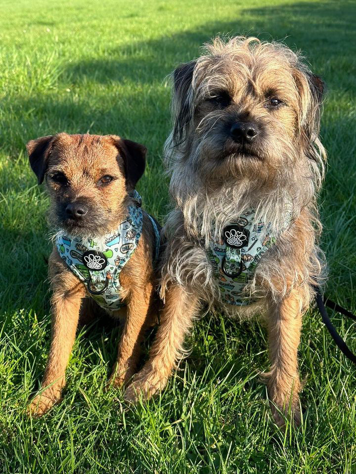 Adjustable Harness - Pawsitivity