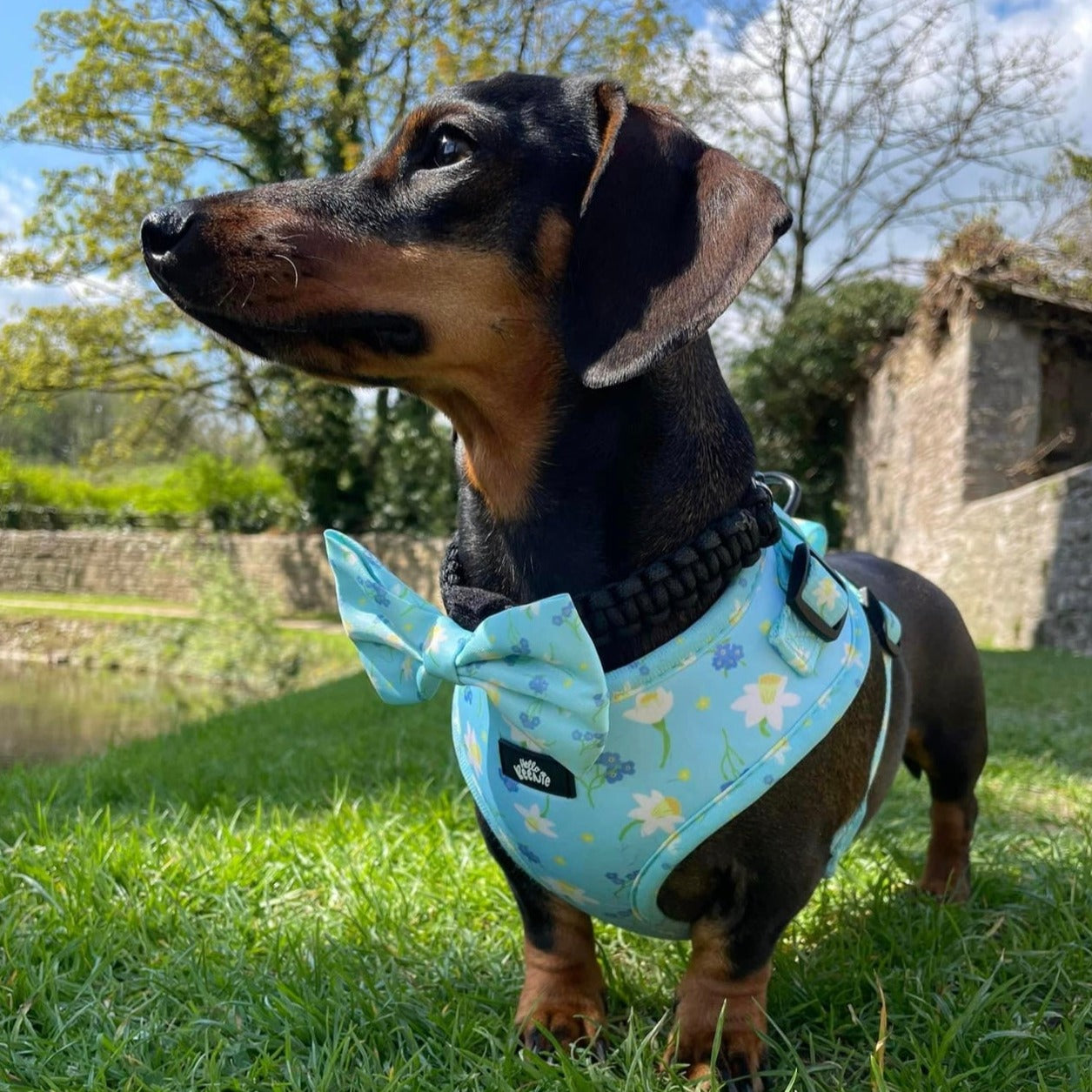 Adjustable Harness - Bloomin Beautiful