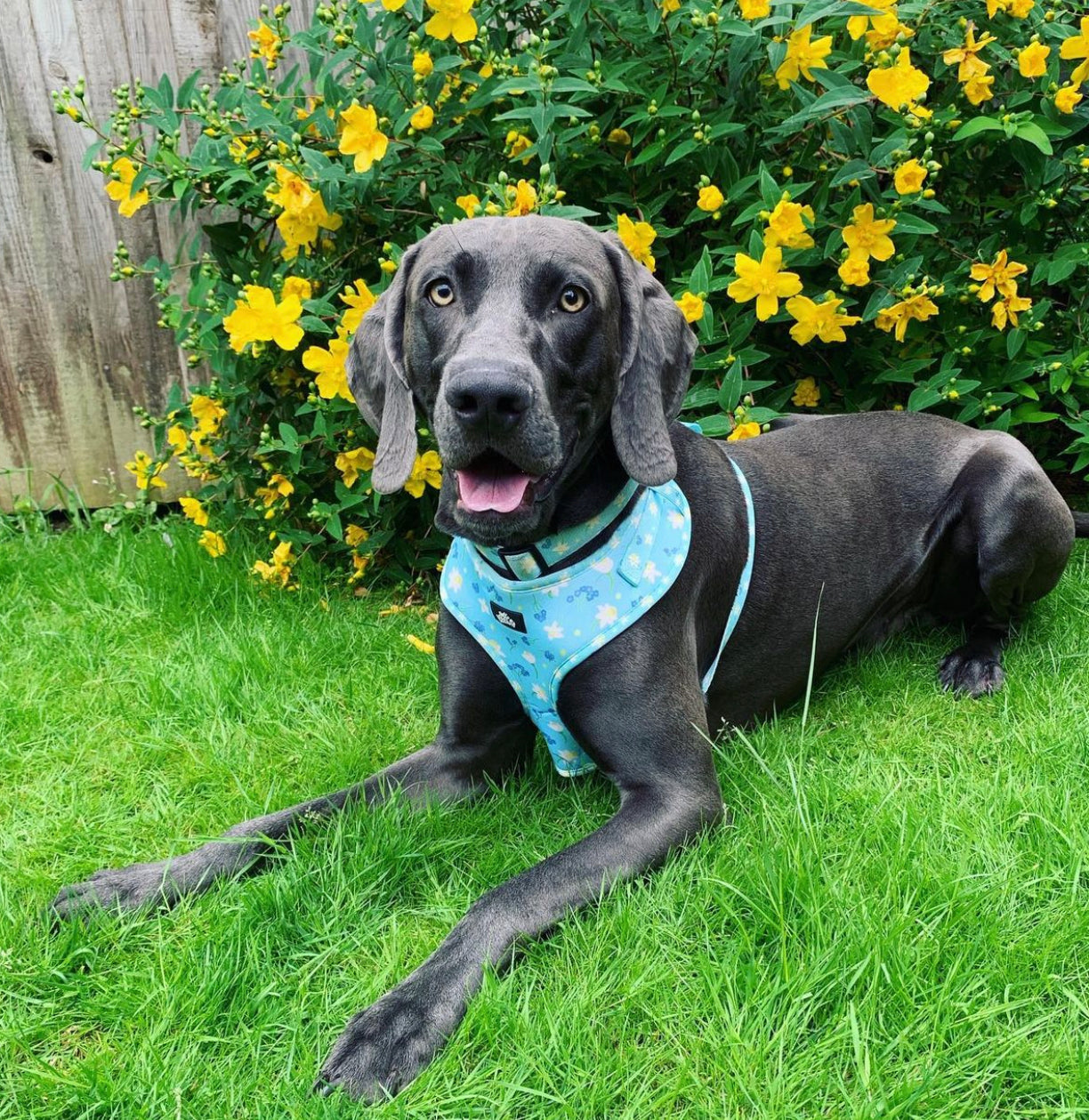 Adjustable Harness - Bloomin Beautiful