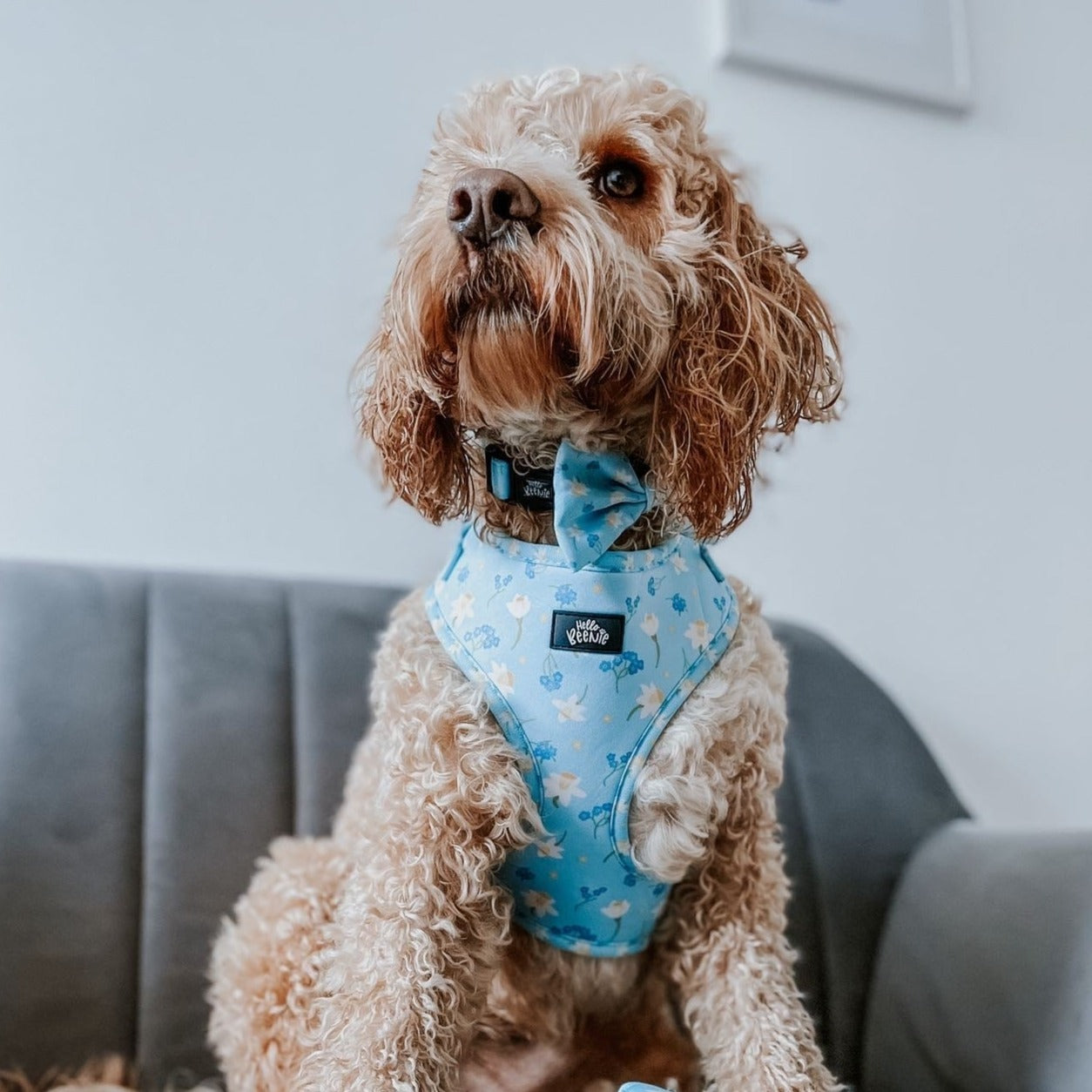 Adjustable Harness - Bloomin Beautiful