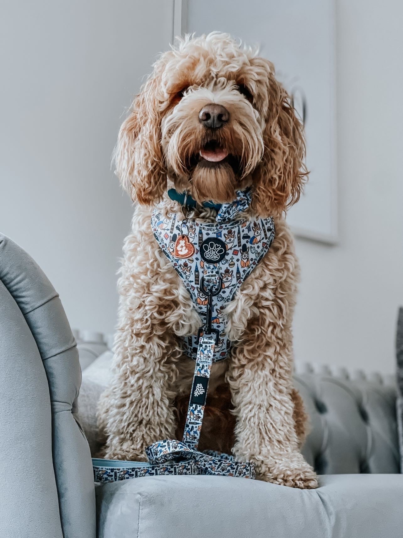 Lead - Royal Paws Of London