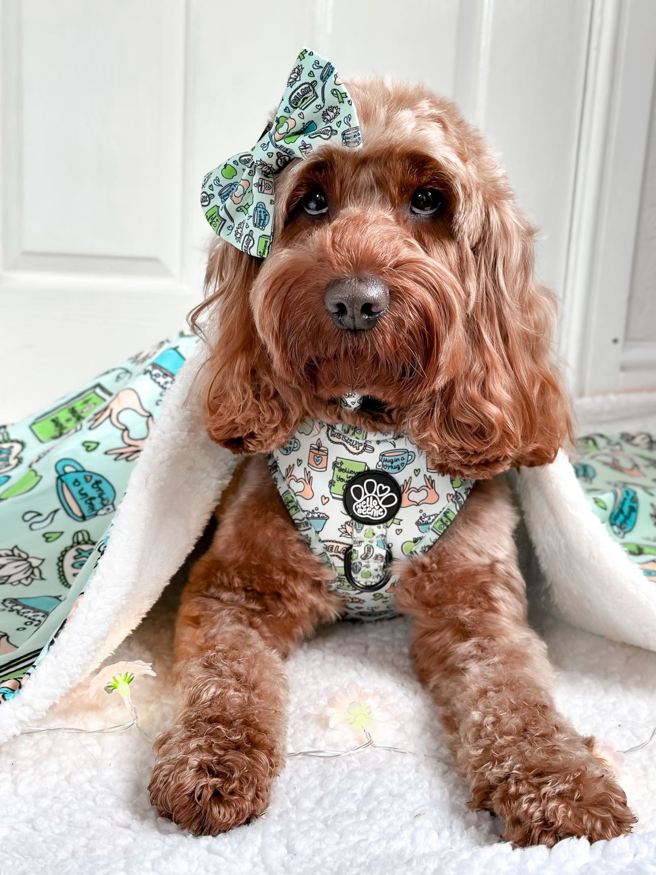Adjustable Harness - Pawsitivity