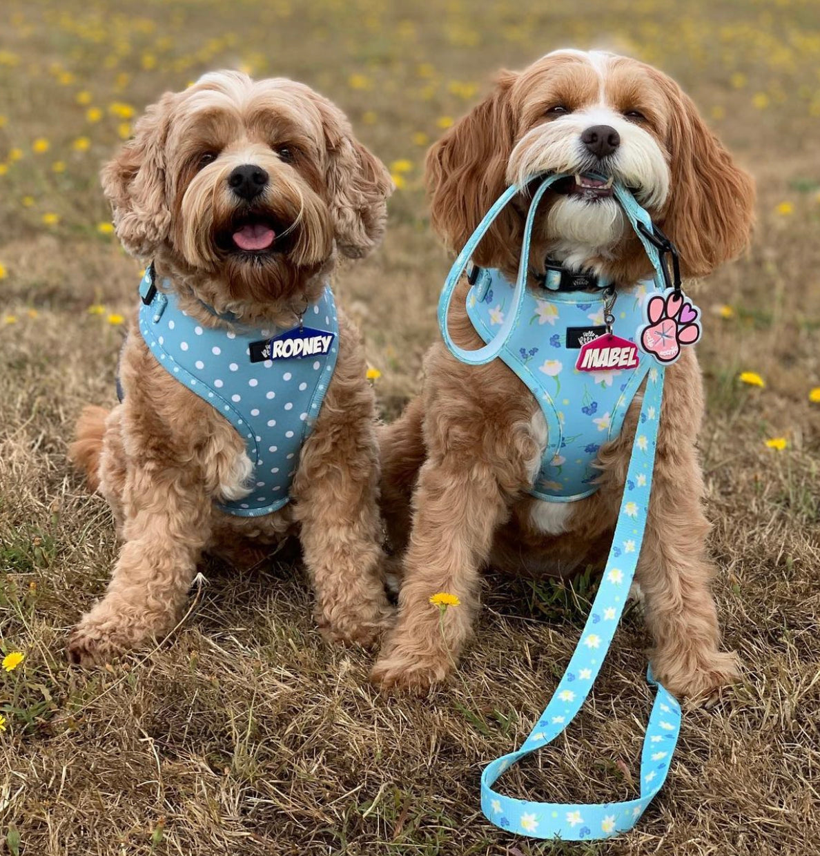 Adjustable Harness - Bloomin Beautiful