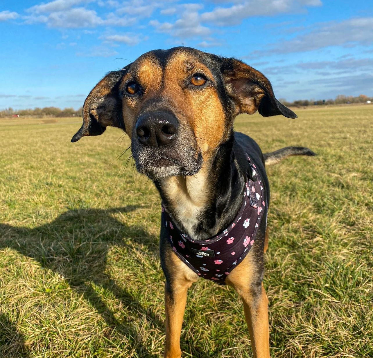 Adjustable Harness - Hello Beenie Paw