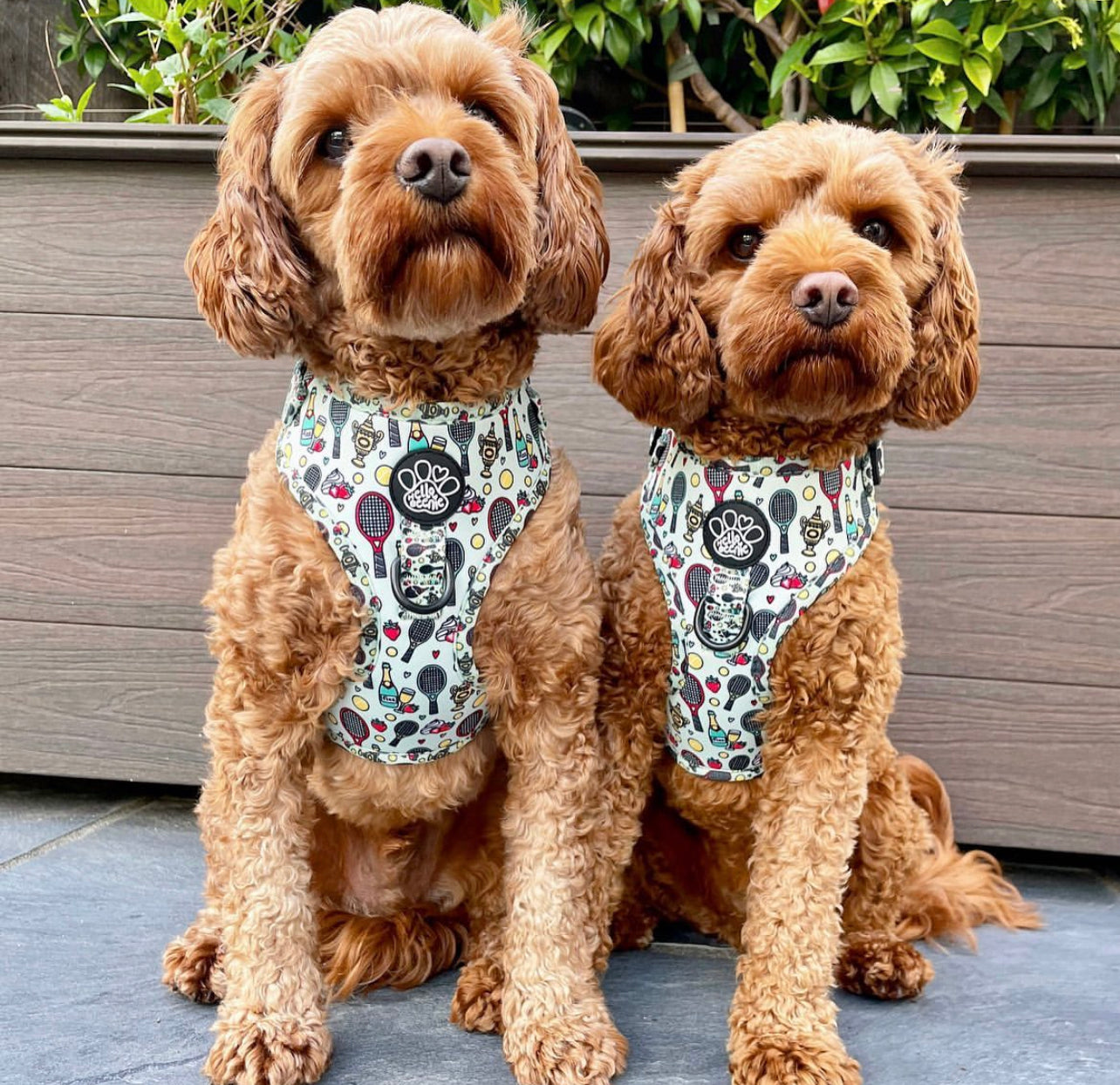 Adjustable Harness - Wimbledog