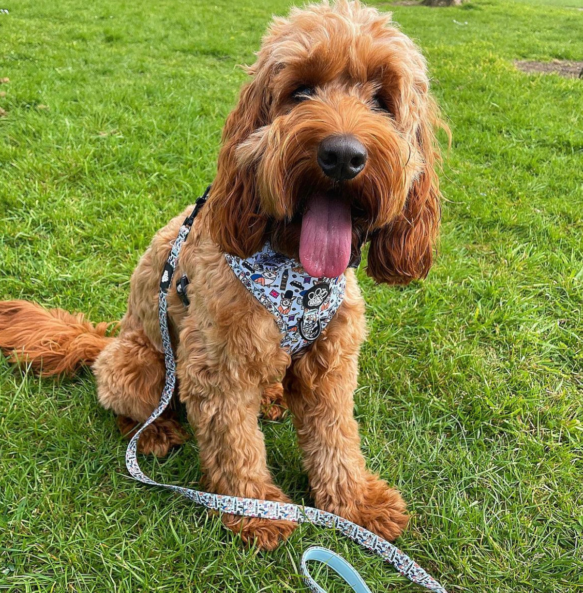 Lead - Royal Paws Of London