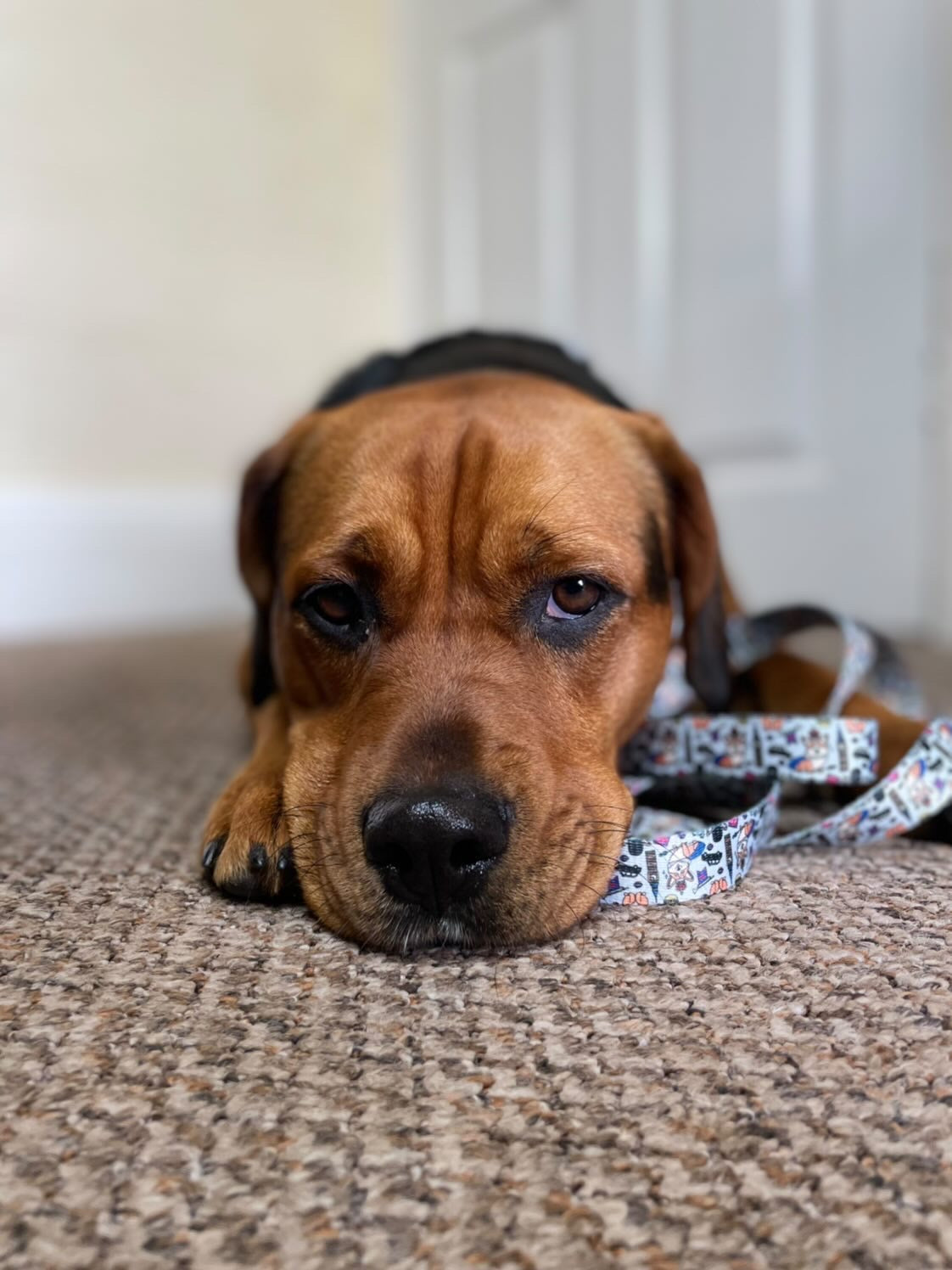 Lead - Royal Paws Of London