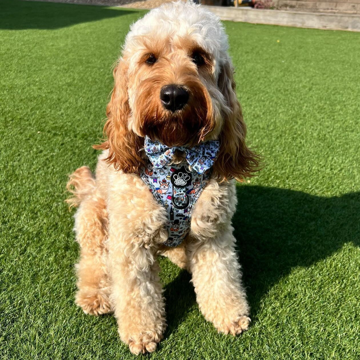 Bow - Royal Paws Of London