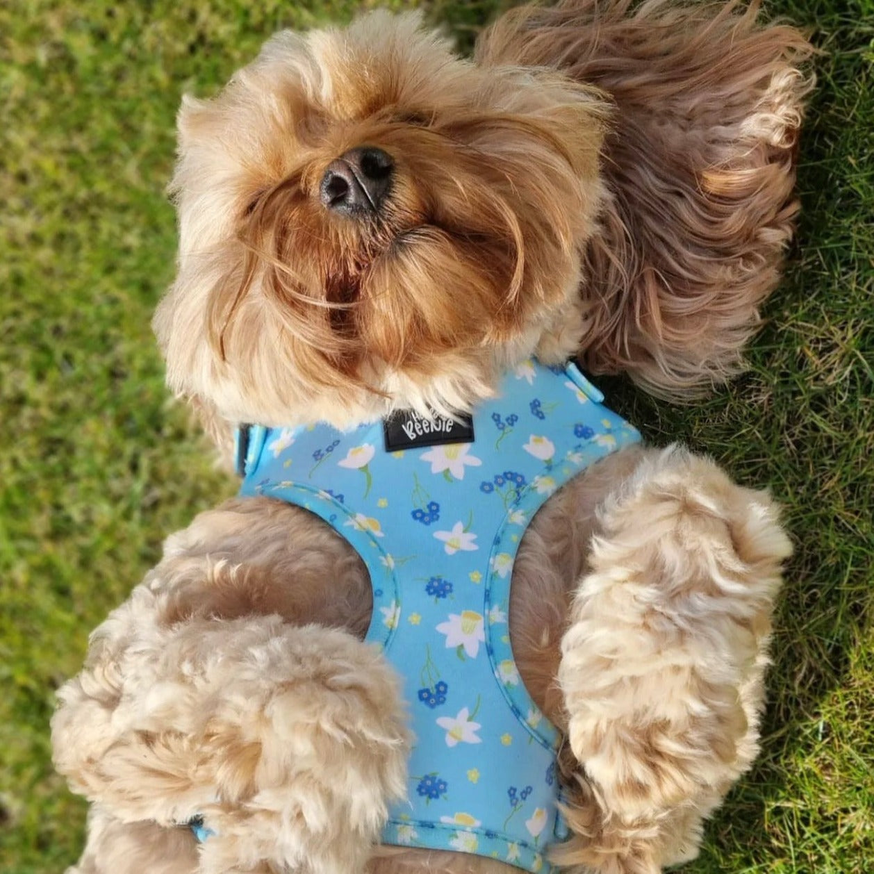 Adjustable Harness - Bloomin Beautiful