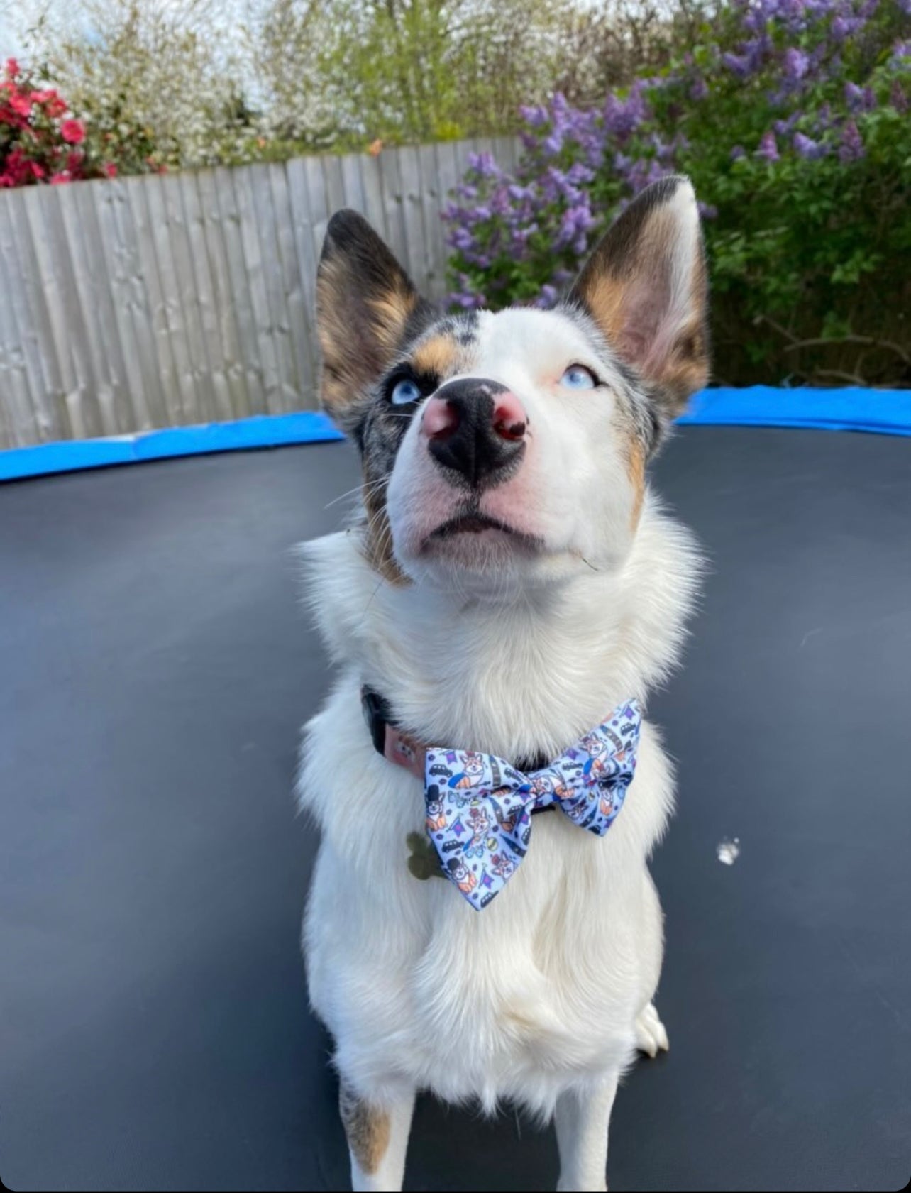 Bow - Royal Paws Of London