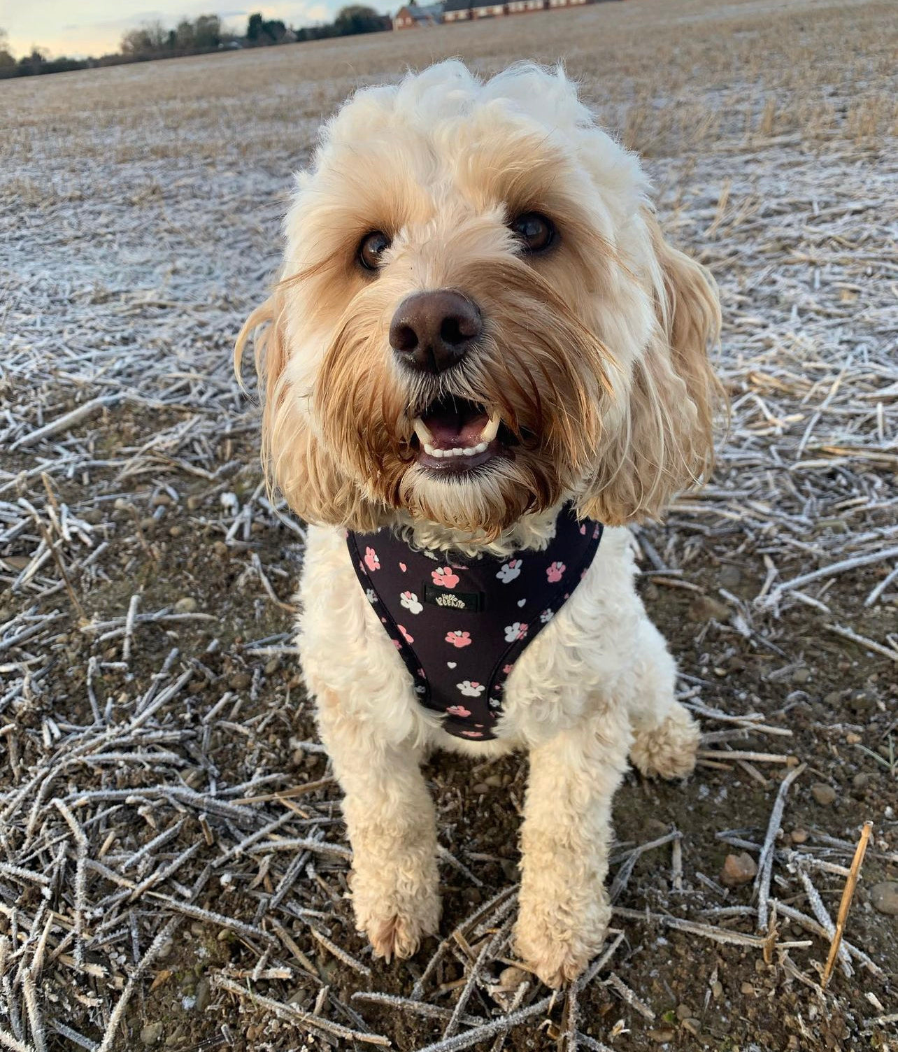 Adjustable Harness - Hello Beenie Paw