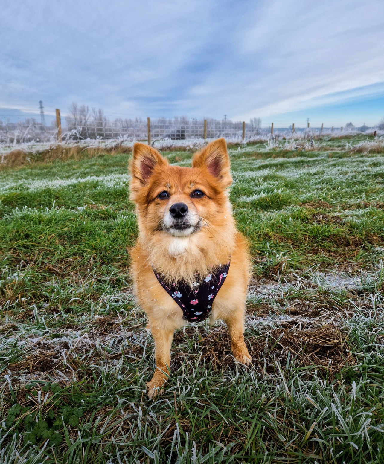 Adjustable Harness - Hello Beenie Paw
