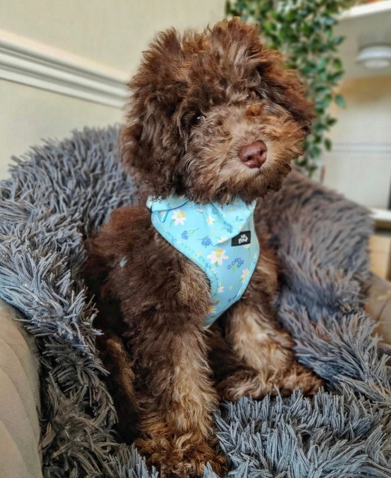 Adjustable Harness - Bloomin Beautiful