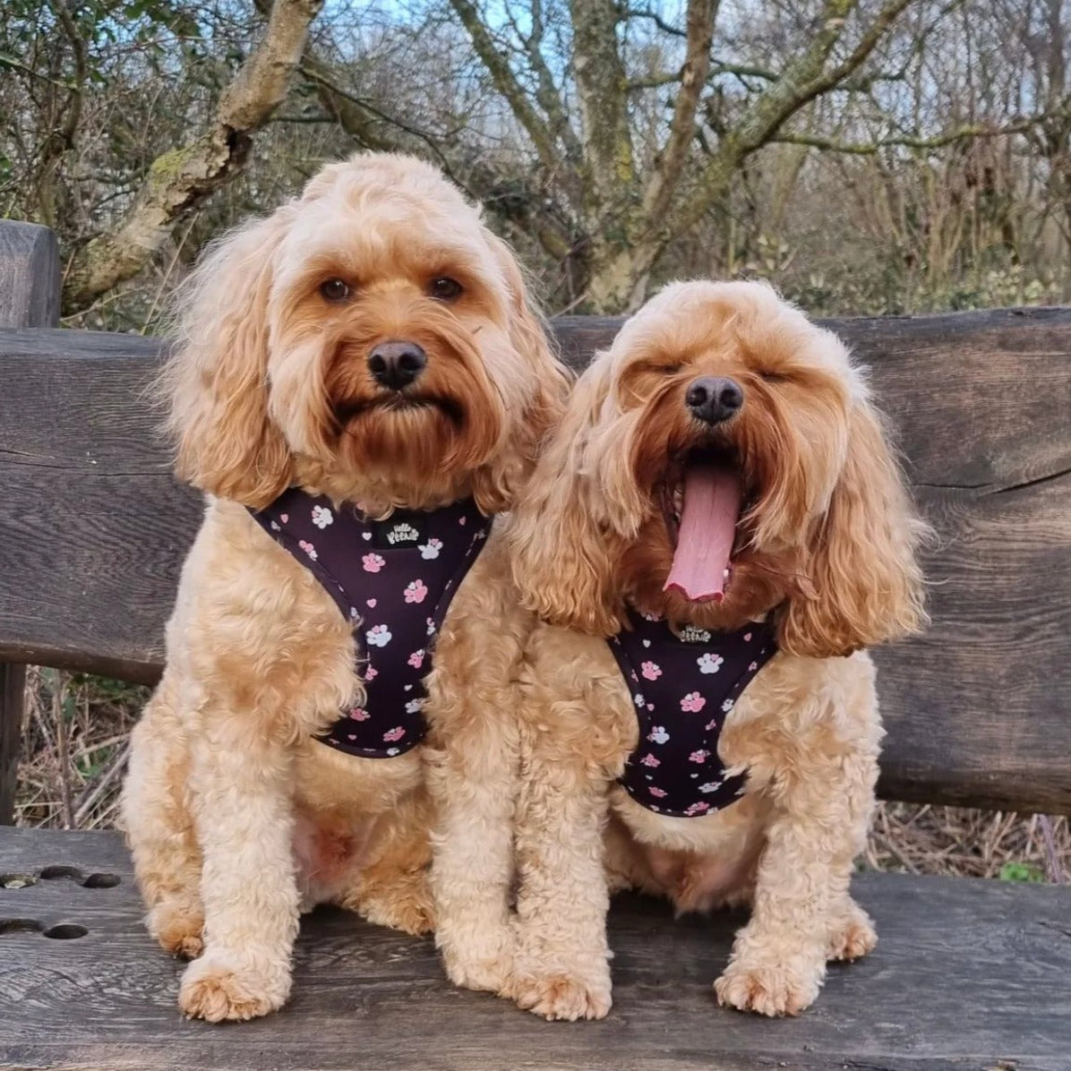 Adjustable Harness - Hello Beenie Paw