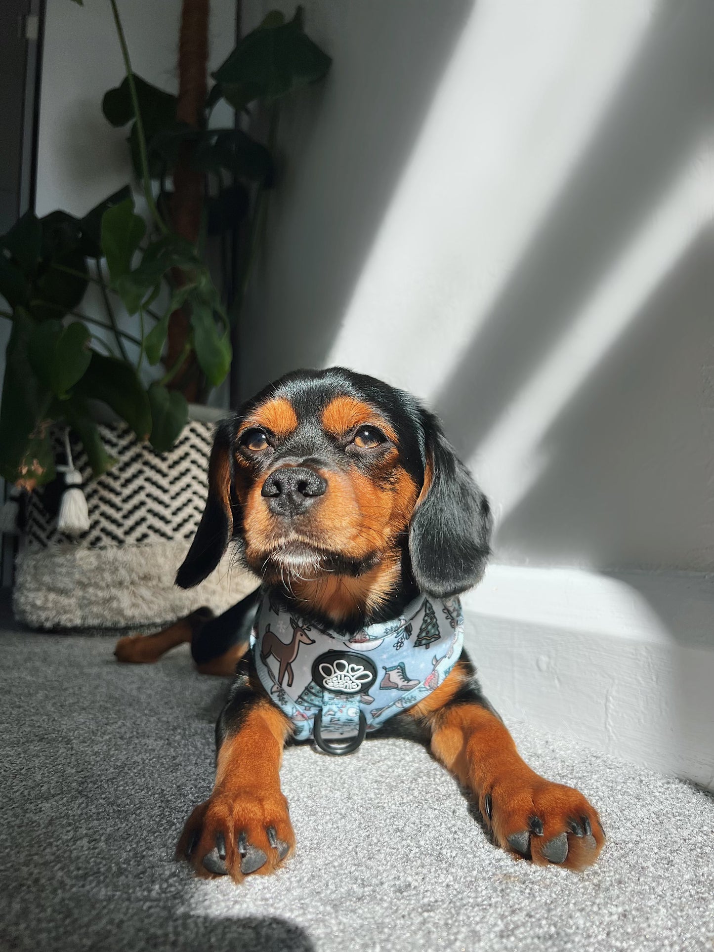 Adjustable Harness - Walkies In A Winter Wonderland