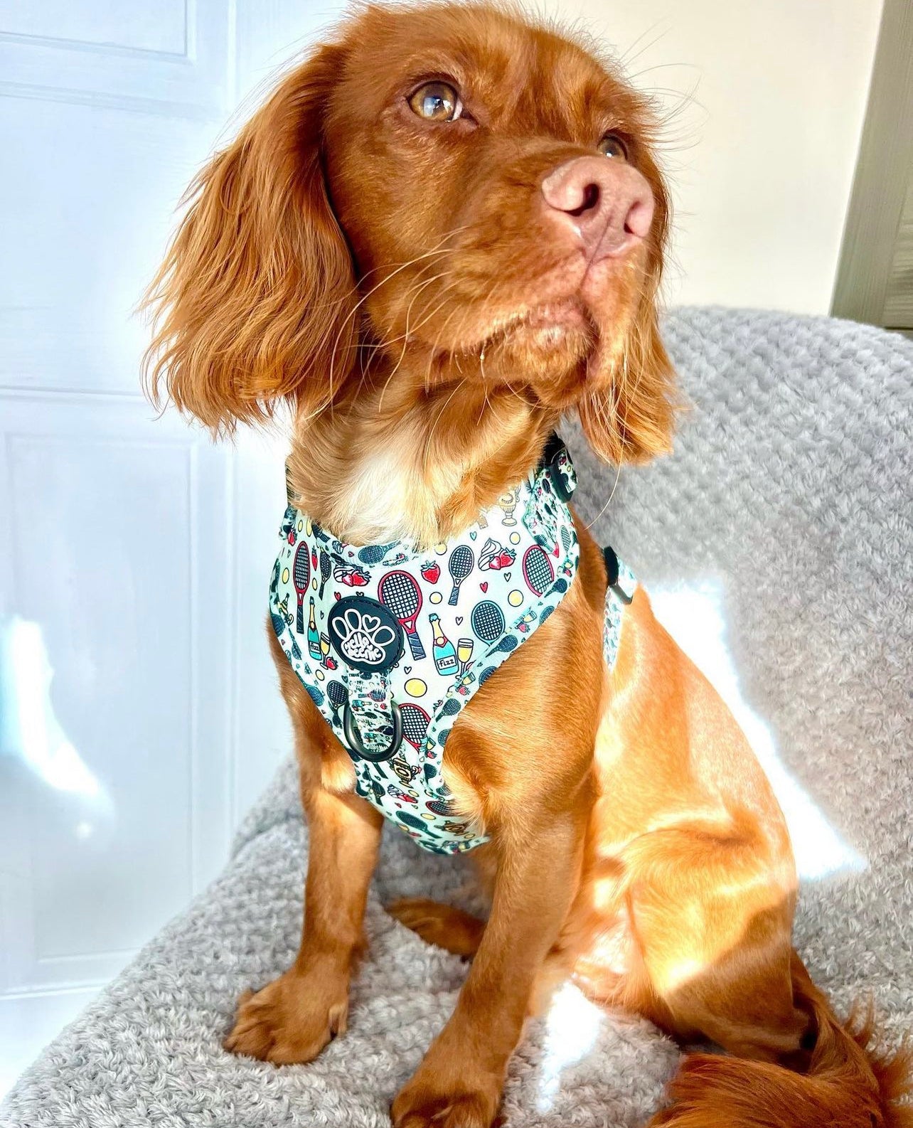 Adjustable Harness - Wimbledog