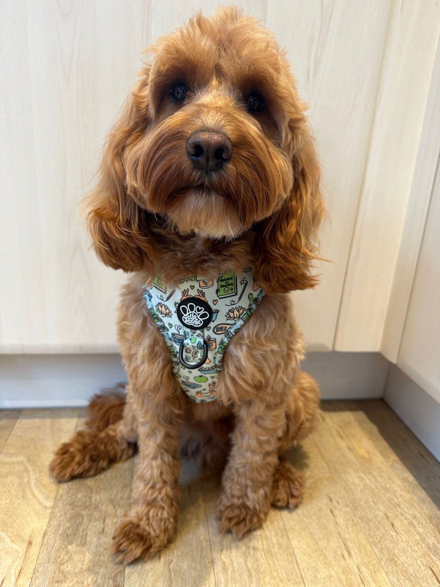 Adjustable Harness - Pawsitivity