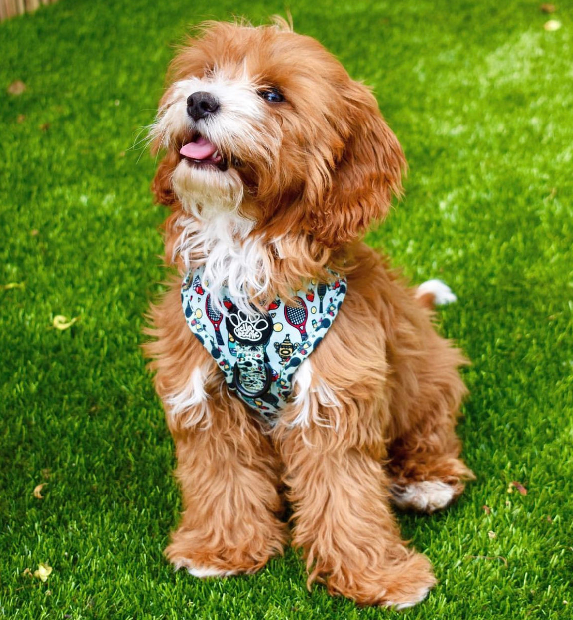 Adjustable Harness - Wimbledog
