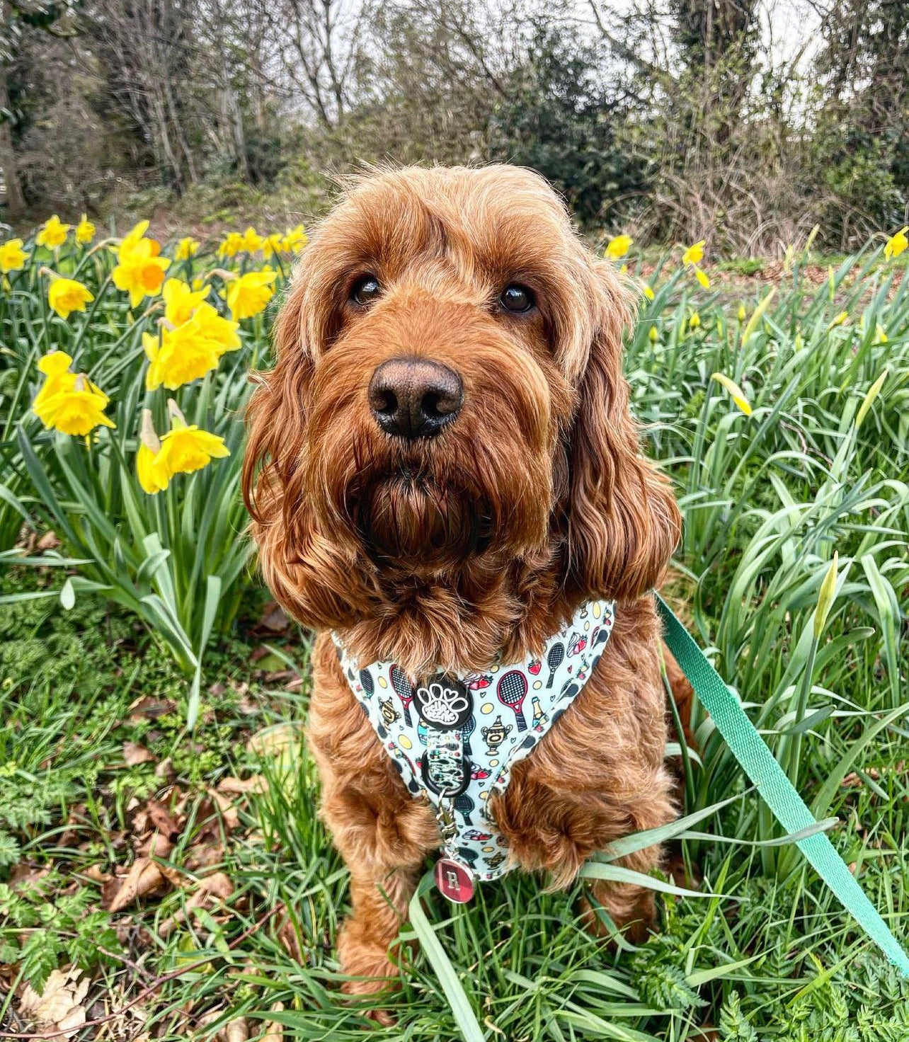 Adjustable Harness - Wimbledog