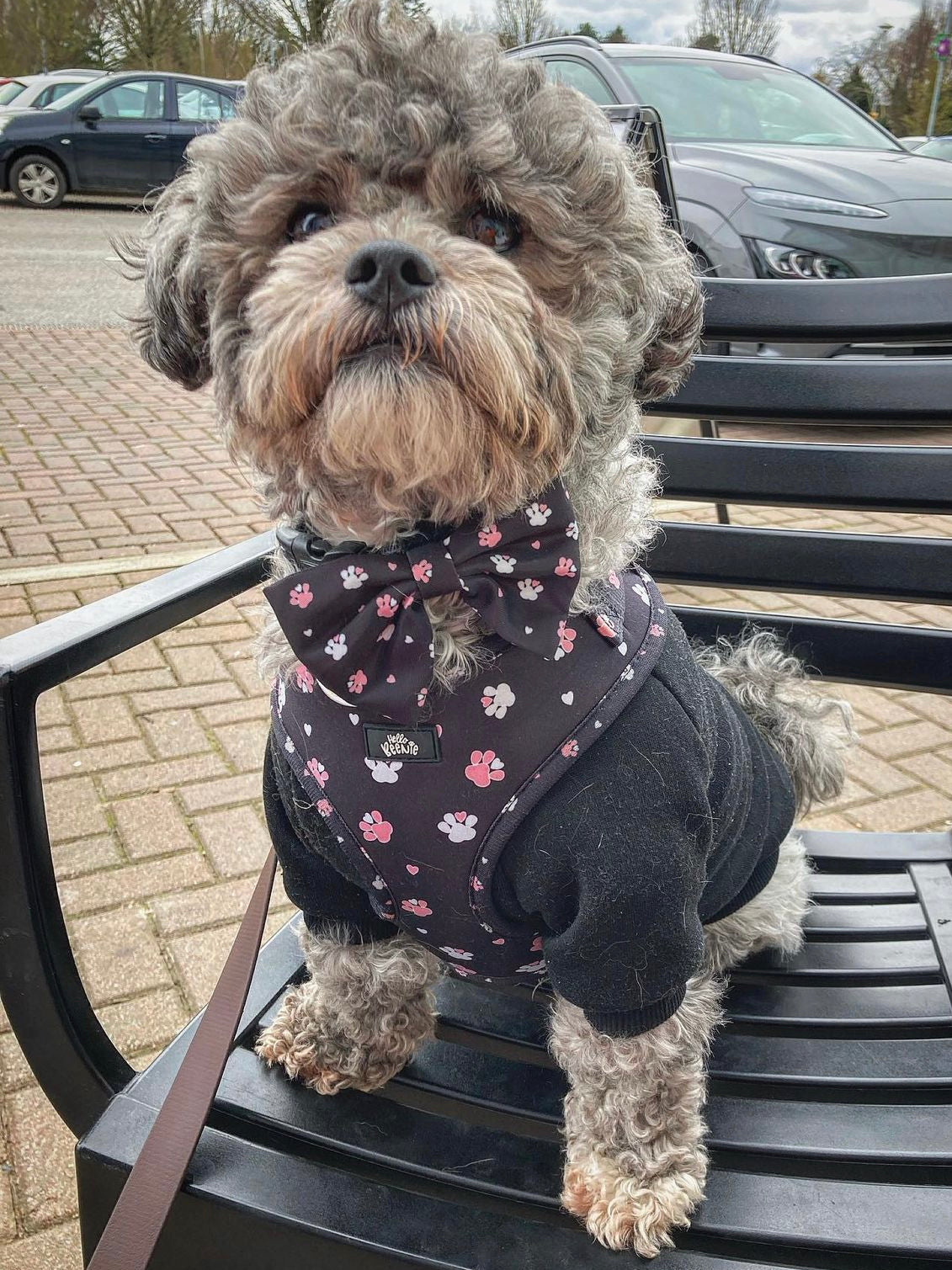 Bow - Hello Beenie Paw