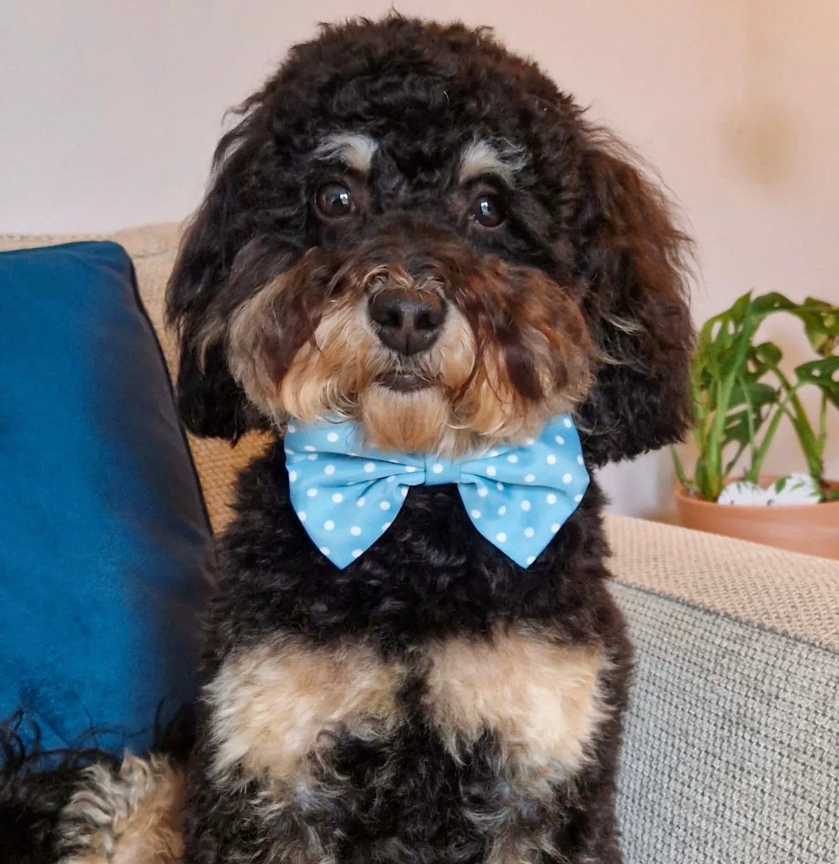 Bow - Oh My Polka Dots