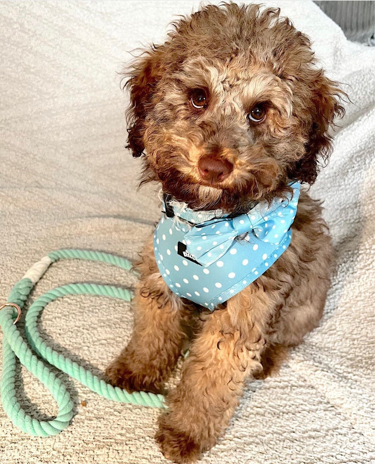 Ombré Rope Lead - Mint To Be