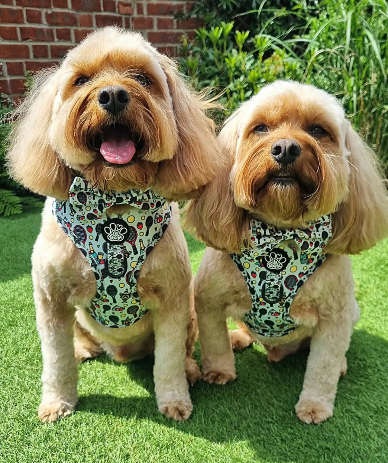 Adjustable Harness - Wimbledog