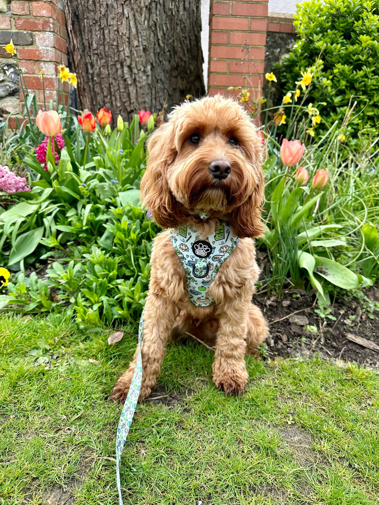 Adjustable Harness - Pawsitivity