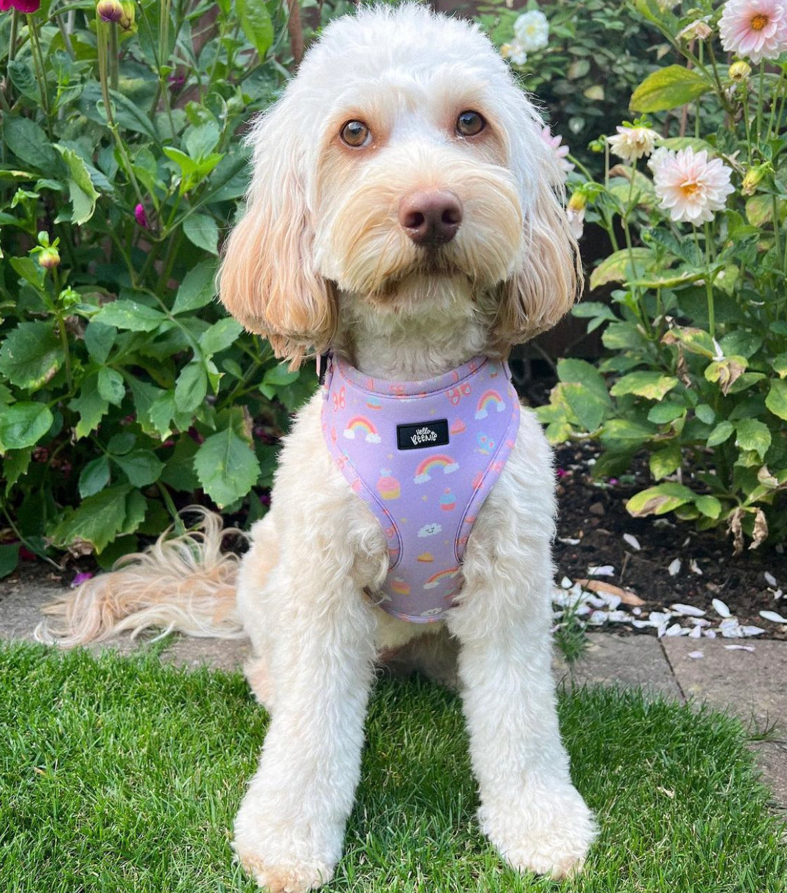 Adjustable Harness - Happiness