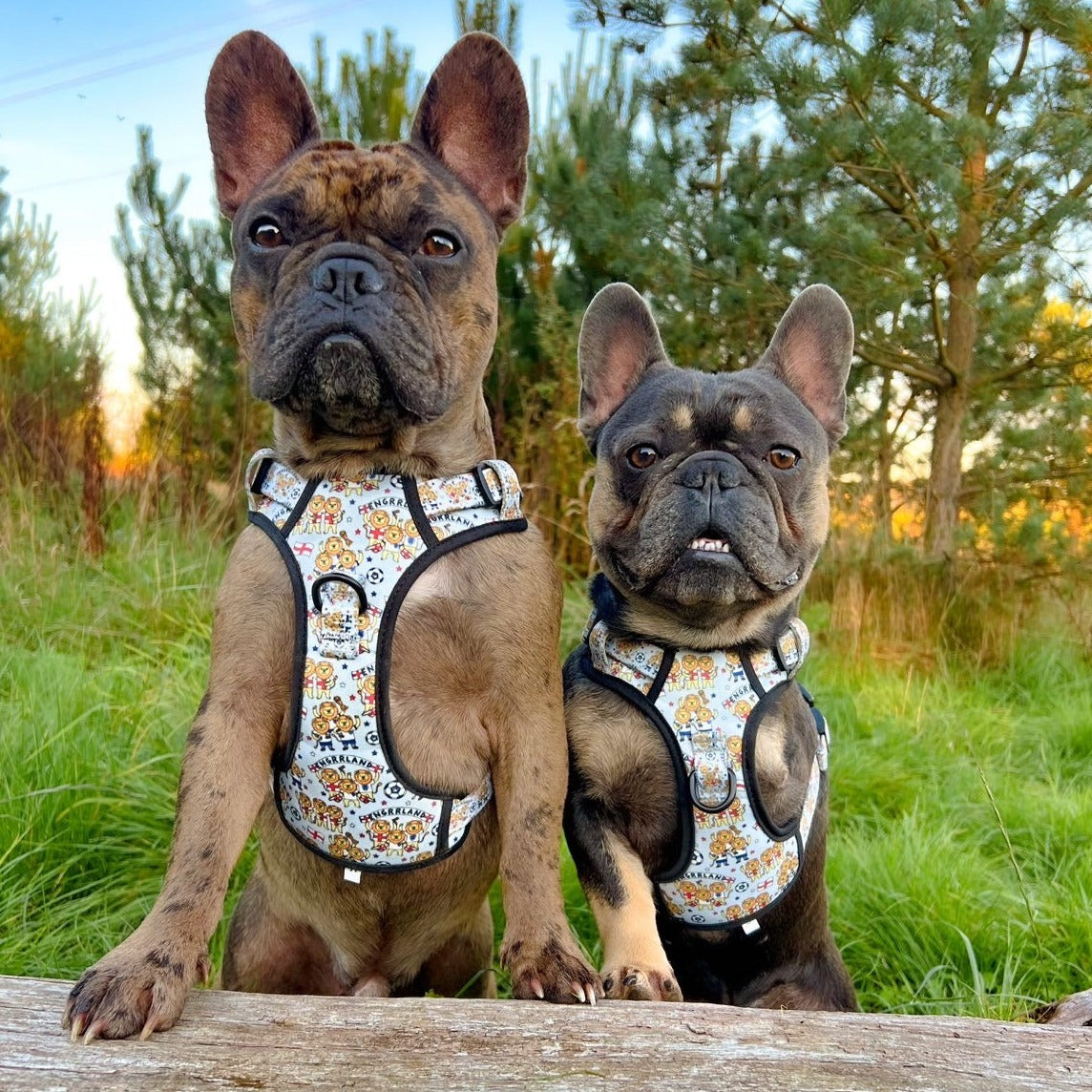 Harness "Trail and Go" - ENGRRLAND