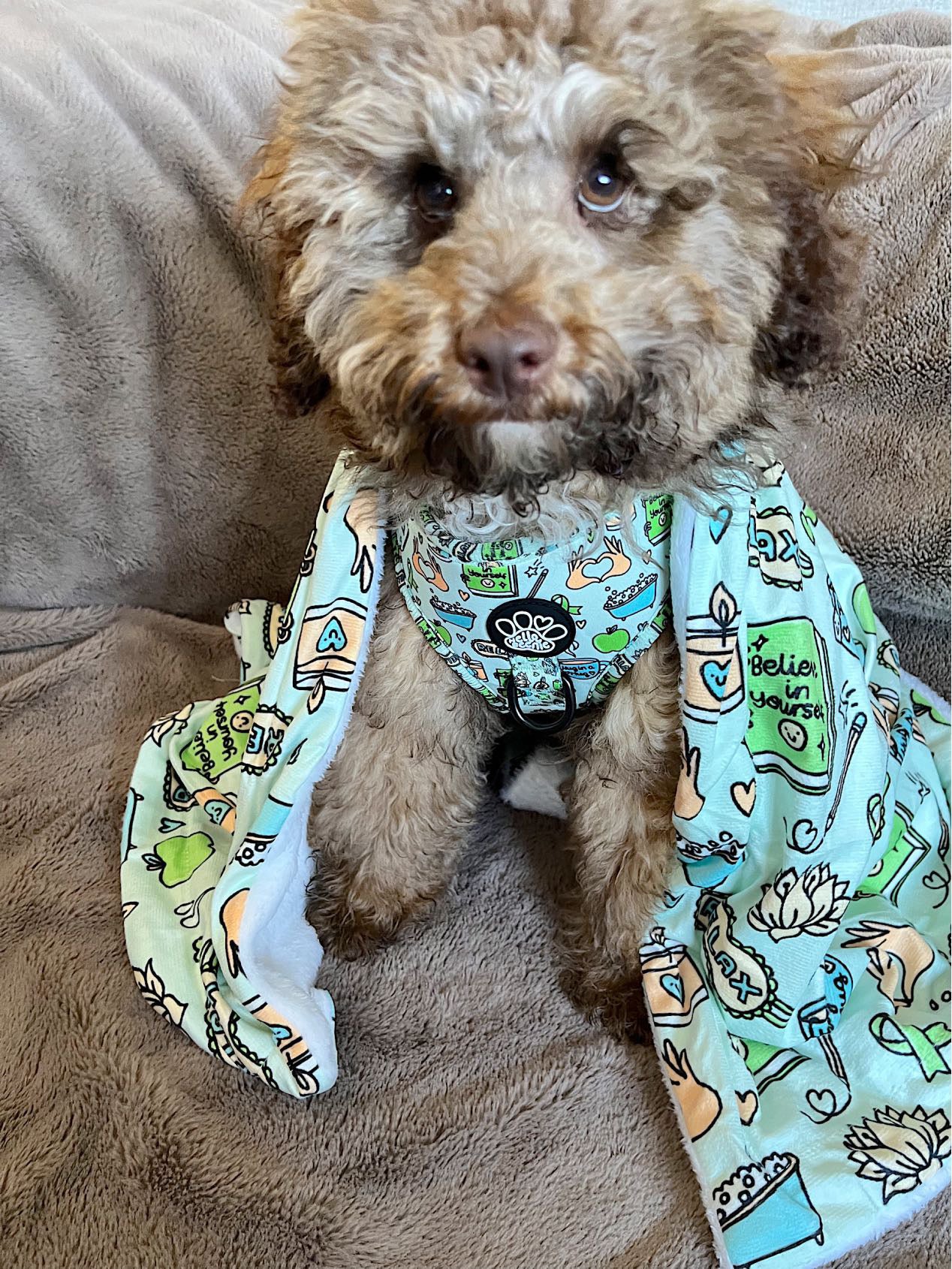 Adjustable Harness - Pawsitivity
