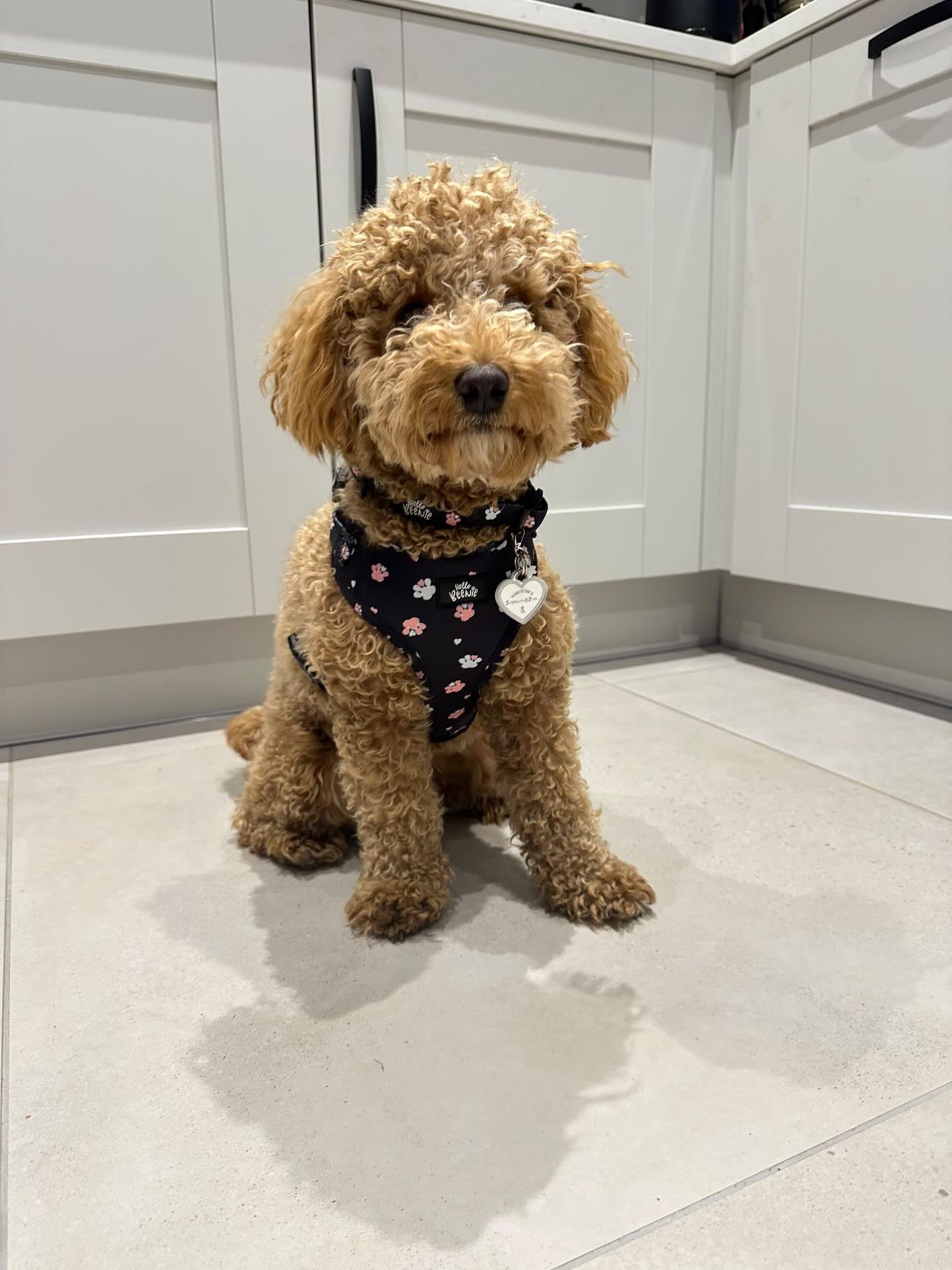 Adjustable Harness - Hello Beenie Paw