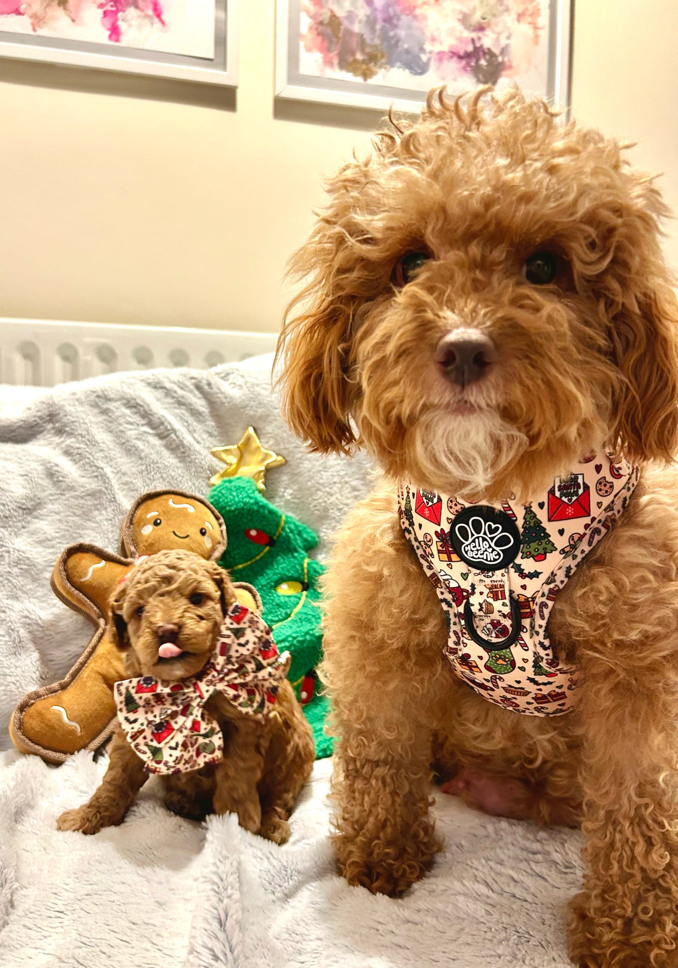 Adjustable Harness - Here Comes Santa Paws