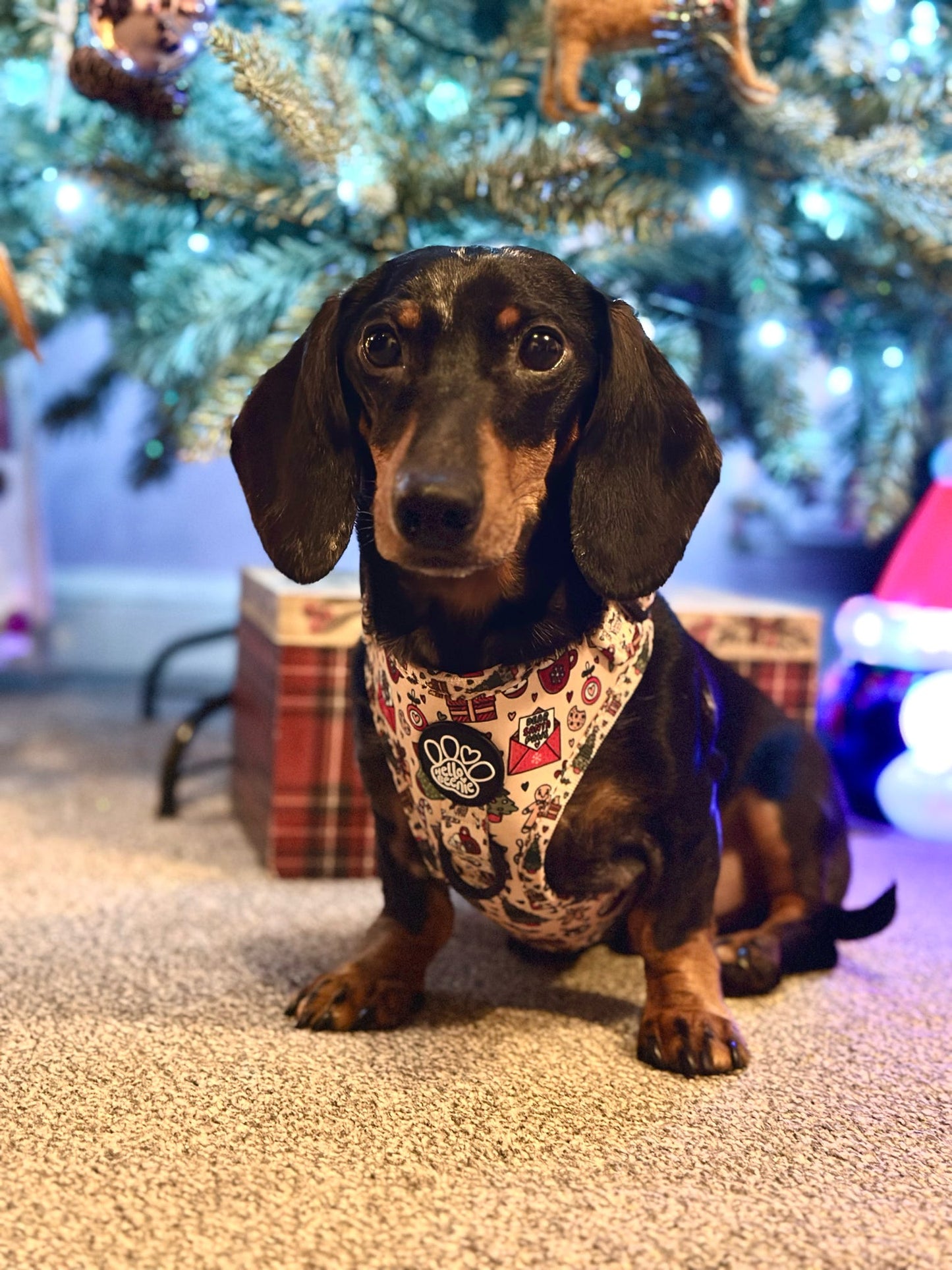 Adjustable Harness - Here Comes Santa Paws