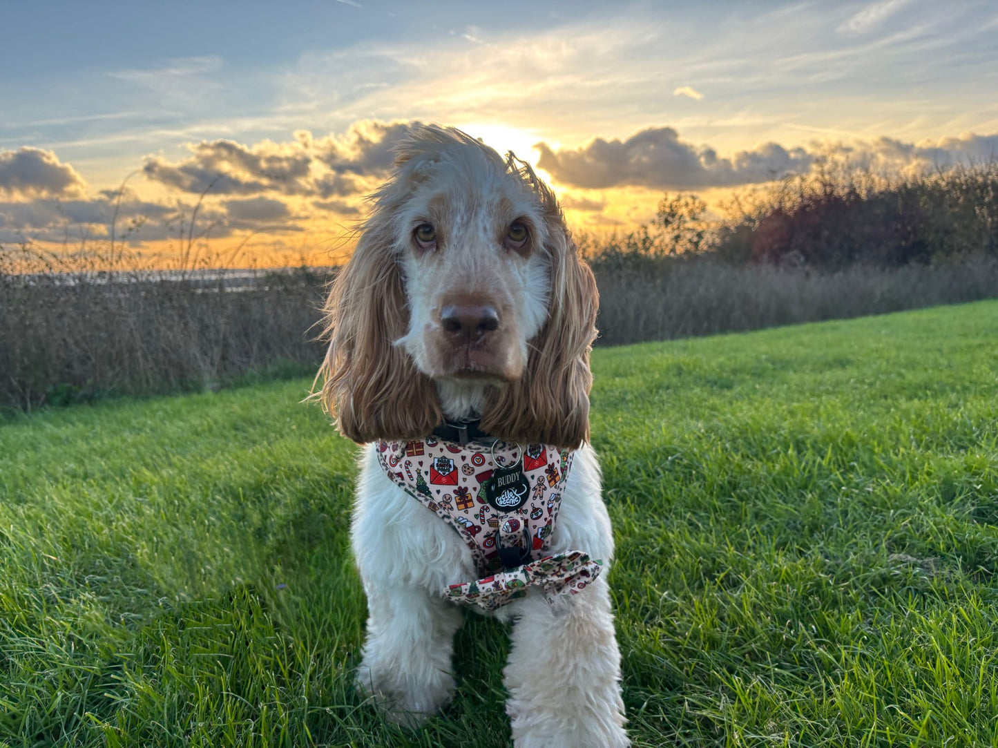 Adjustable Harness - Here Comes Santa Paws