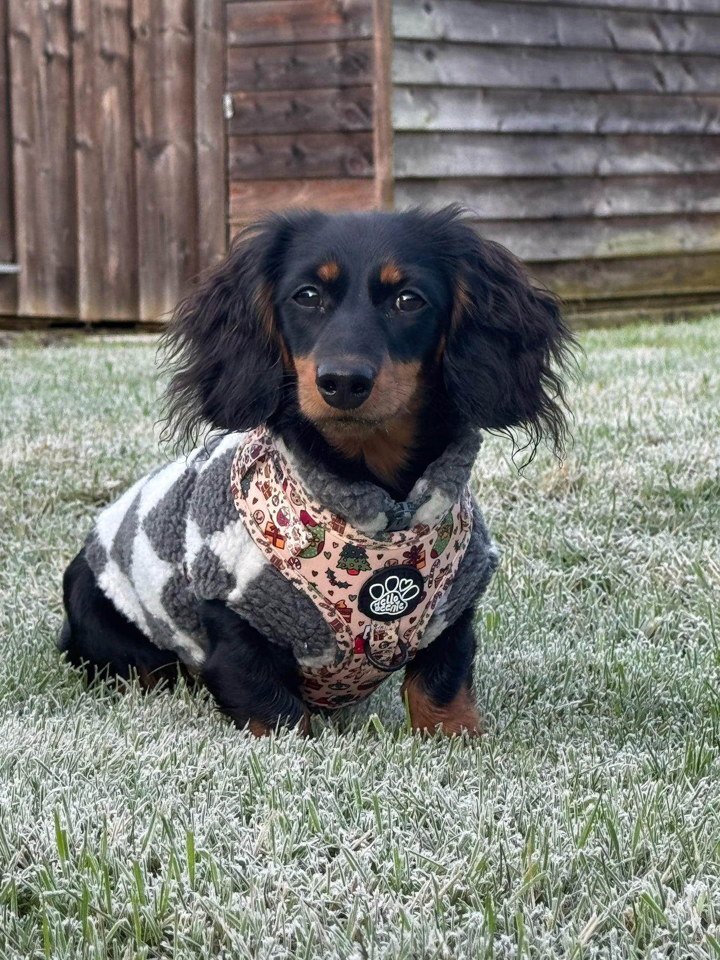 Adjustable Harness - Here Comes Santa Paws