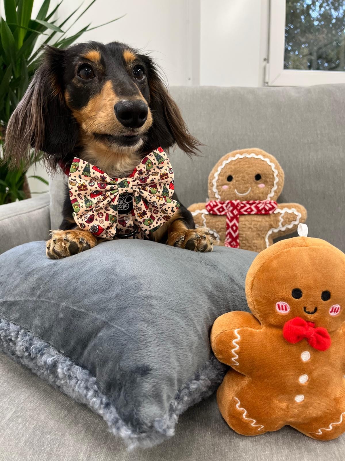 Sailor Bow - Here Comes Santa Paws