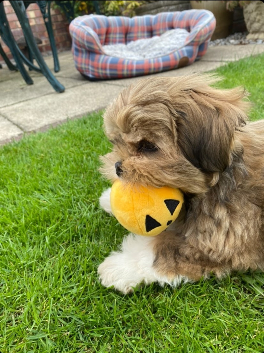 Midlee Pumpkin Plush Dog Ball