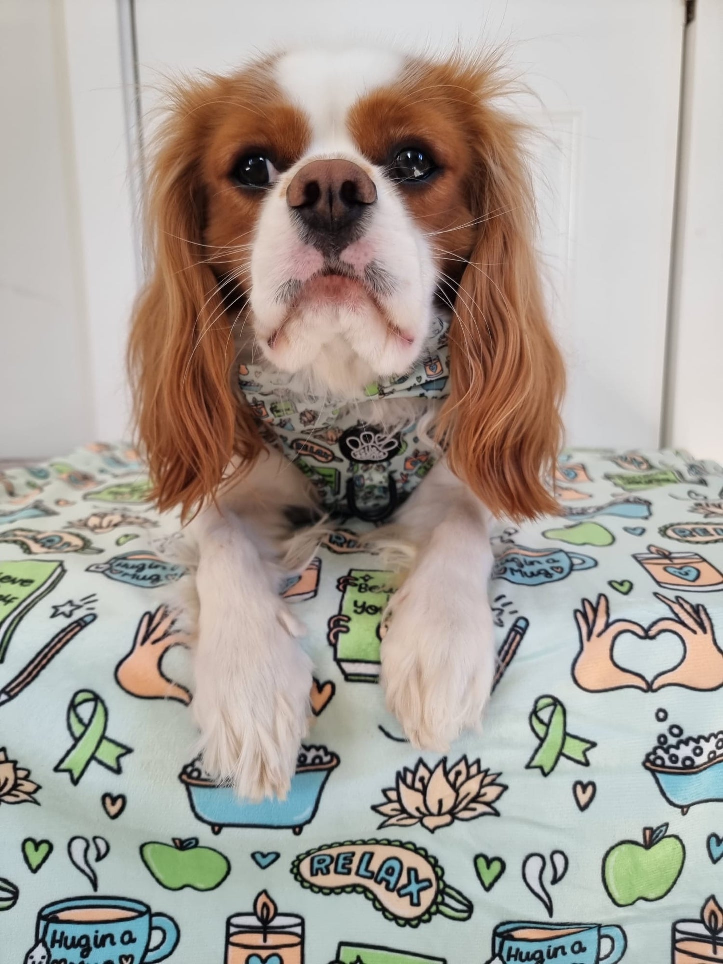 Dog Blanket - Pawsitivity