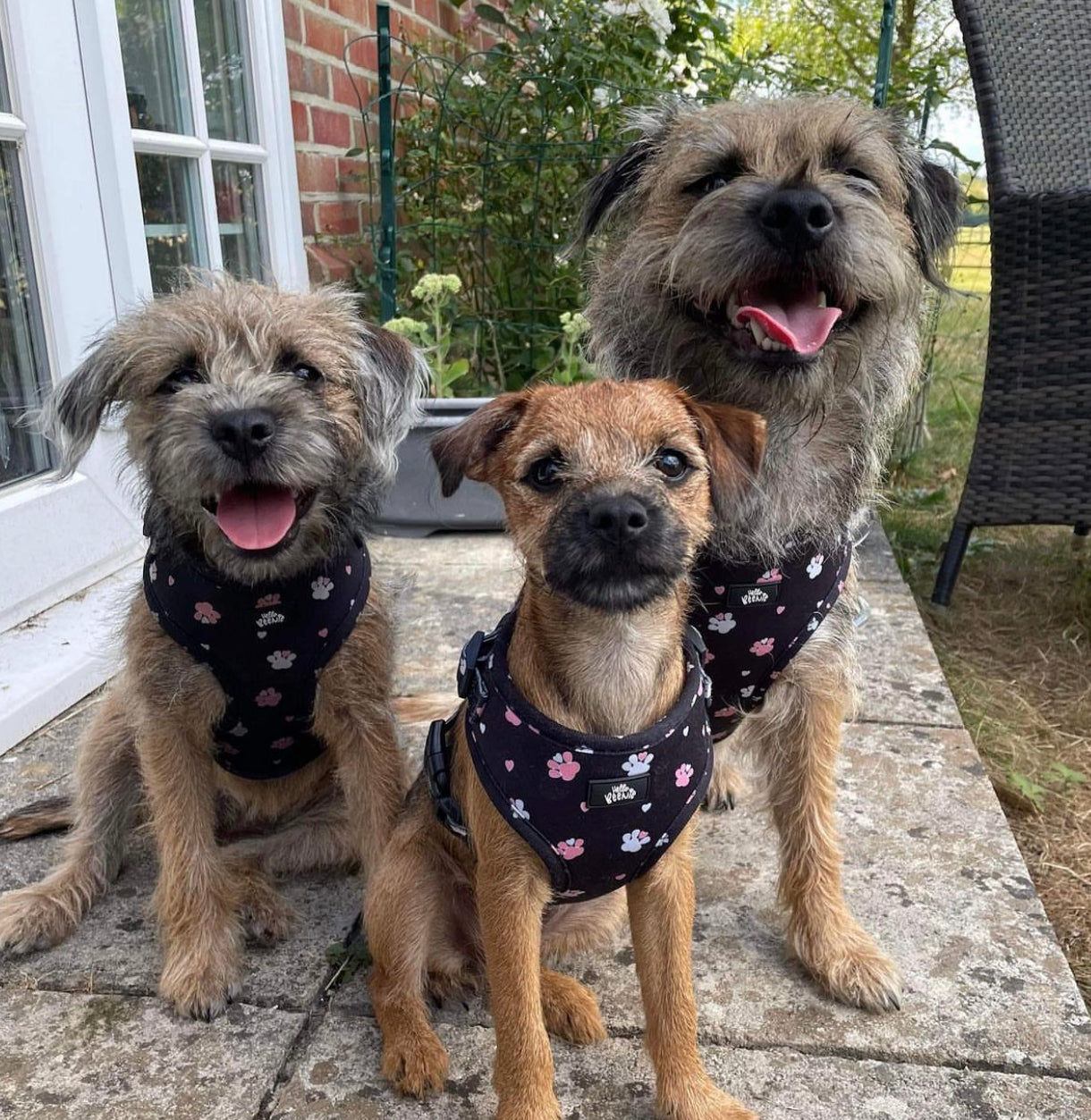 Border terrier clearance harness